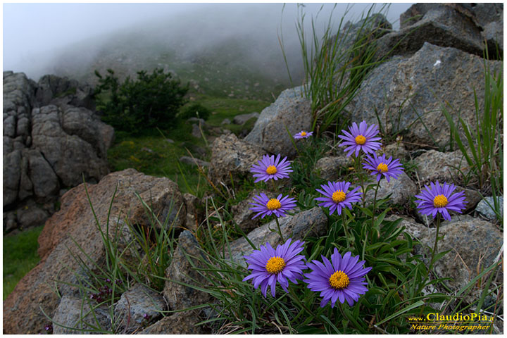 aster alpinus, fiori di montagna, fiori della Liguria, alpi Liguri, appennino ligure, Val d'Aveto